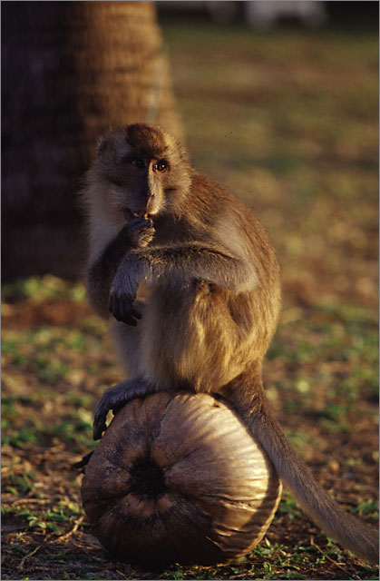 Monkey at the beach