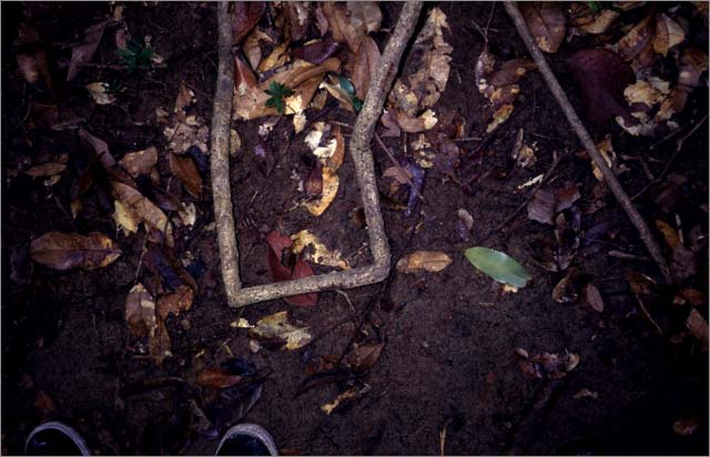 Square root