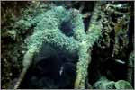 Lang Tengah corals & fishes