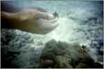Lang Tengah corals & fishes