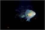 Lang Tengah corals & fishes