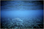 Lang Tengah corals & fishes
