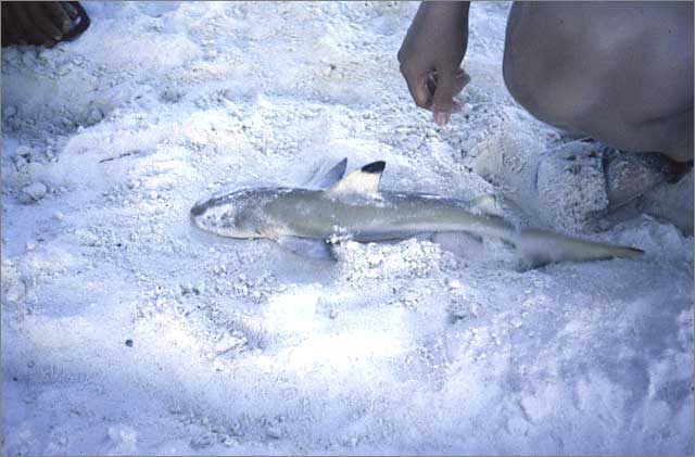 Black tip shark