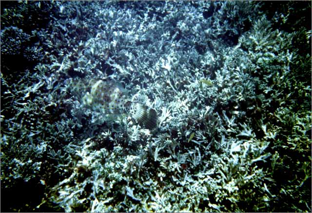 Lang Tengah corals & fishes
