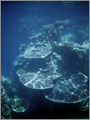 Lang Tengah corals & fishes