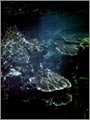 Lang Tengah corals & fishes