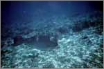 Lang Tengah corals & fishes