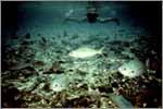 Lang Tengah corals & fishes