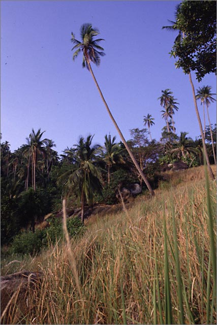 Hill side