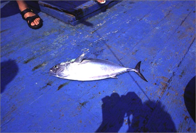 Tuna